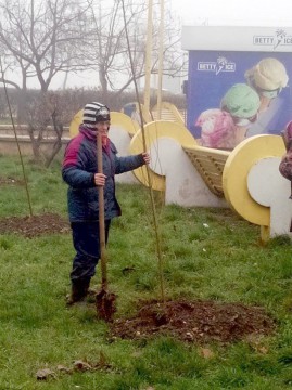 Primăria Constanţa plantează mii de plopi în parcuri